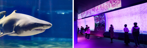 【こどもの休日の過ごし方】サメ好き必見！アクアワールド茨城県大洗水族館バックヤード探検ツアー開催