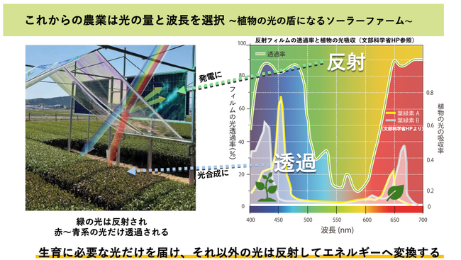 お茶の品質向上と再エネ活用で茶農家の未来を支える「半反射フィルム式・垂直型ソーラーファーム」技術で茶業の所得と持続性を両立