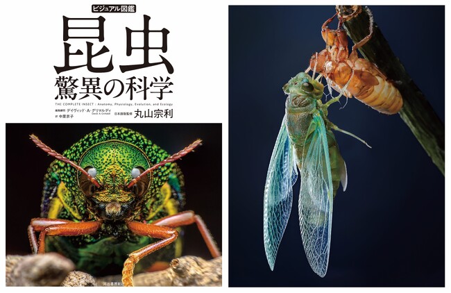 【まさに昆虫の教科書！】最新の科学的知見もとにあらゆるテーマを徹底的に解説する大図鑑、『ビジュアル図鑑 昆虫 驚異の科学』は本日5月20日発売。