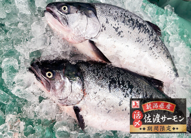 【角上魚類】新潟直送の国産養殖「活〆佐渡サーモン」を期間限定で販売開始。