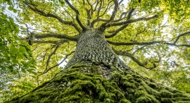 右脳的な感性を大切にし、言語化しながら左脳的な行動につなげる対話を！ライフコーチングおよび経営者・リーダーへの壁打ちセッションサービスを5月1日に始動