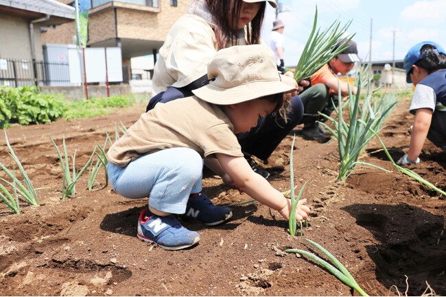 伊勢崎市で見守る赤ねぎやさつまいもの成長 全4回の農業体験会始動 5月31日(土)〔群馬〕