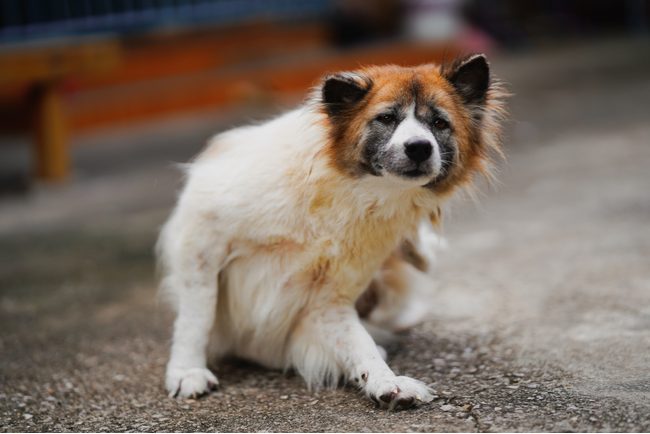 群馬県のおおとね動物病院で「犬の皮膚科特別診療」が受診可能に（四季の森どうぶつクリニック）