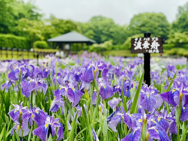 やまと花ごよみ2025「にぎわいマルシェin馬見花菖蒲」を開催します!
