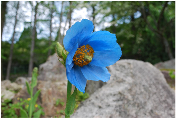 六甲高山植物園 世界中のあこがれの高山植物! 秘境の花「ヒマラヤの青いケシ」が開花