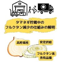 【酪農学園大学】貯蔵性の異なるタマネギのフルクタン代謝酵素活性の違いが明らかに～高貯蔵性タマネギの育成や機能性維持に適した貯蔵技術開発への貢献に期待