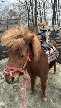 ＜愛犬がポニー乗馬体験！？＞ここでしかできない思い出をスタートさせました！(ドックパーク那須／with Dogs clubウィズドックスクラブ)