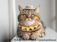祝 ねこ休み展10周年！＆新作ミニチュアアートが静岡上陸♪「ねこ休み展」「ミニチュア写真の世界展」6/14(土)～7/21(月・祝) 静岡パルコで開催！