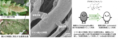 トマトの病原菌を食べる菌を発見　作用メカニズムを解明、バイオ農薬開発に期待 -- 摂南大学