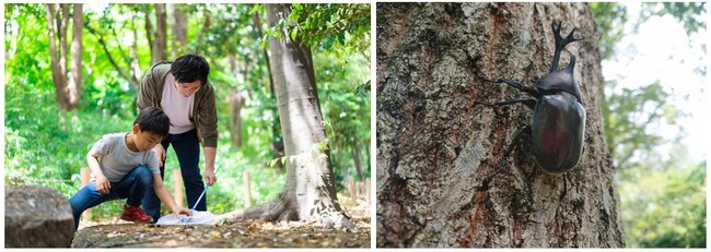 【ヒルトン成田】〈夏休み限定〉秘密の森へ出発！「親子で楽しむカブトムシ採集探検プラン」販売スタート！