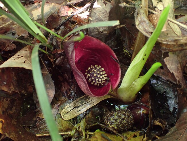 【入間市の貴重な開花情報】絶滅危惧種ヒメザゼンソウ、「さいたま緑の森博物館」で今年も開花を確認