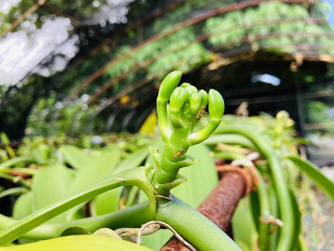奄美初となるバニラの花芽を確認。開花間近-本格国産バニラ生産への第一歩