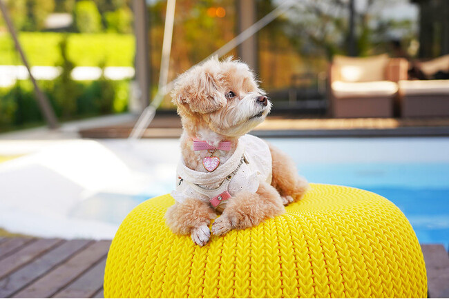 【期間限定新プランのご紹介】皆様からのご要望が多かった愛犬と一緒にプールを満喫できる新プランを開始！～ドッグヴィラ千葉南房総～