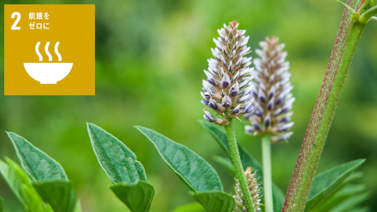 生薬成分グリチルリチン酸によって誘導される新たな植物細胞死モデル系の確立