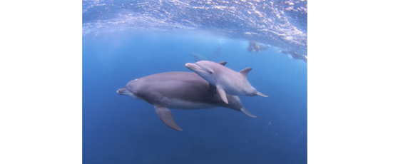 【夏休みの過ごし方】イルカと泳ごう！三宅島＆御蔵島キャンプ３泊４日