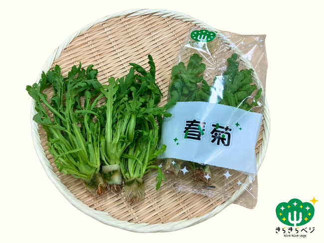 きらきらベジ新商品発売のお知らせ「春菊・水菜」~安心・安全、そして一年中おいしい~