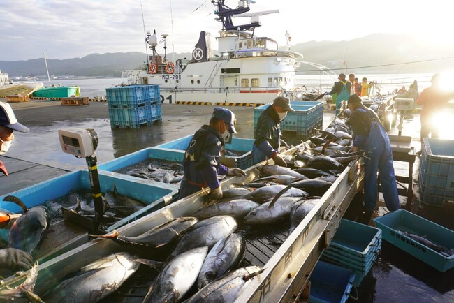 生鮮カツオ水揚げ量28年連続日本一の気仙沼港　初夏の風物詩「気仙沼カツオ」の溜め釣り漁2025年は伝来350年を迎えるメモリアルイヤー
