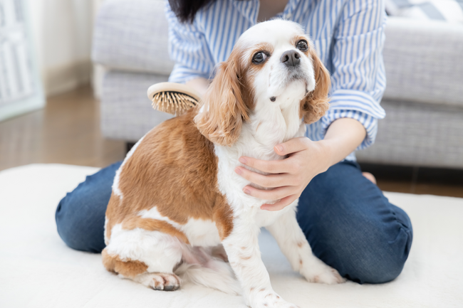 【東京都の助成対象に採択】動物用心電図検査サービスをココロミルが本格始動 “ペットの「心の声」を可視化”