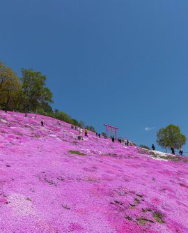 ひがしもこと芝桜公園 ひがしもこと芝桜公園