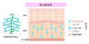 肌の断面図・プロテオグリカン 肌の断面図・プロテオグリカン