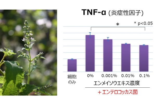 エンメイソウエキスが皮膚常在菌エンテロコッカスによる肌の炎症を抑制することを発見