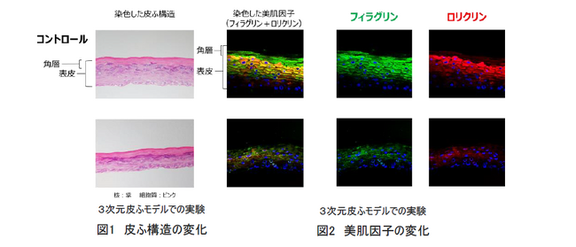 イプサ、メタボリズムの本質を追究し、細胞エネルギーと美肌の関係を解明 ～細胞エネルギー産生のメカニズムと対応成分を新たに発見～