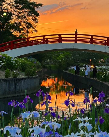 【賀茂しょうぶ園】愛知県内で最大規模！豊橋市の初夏風景が味わえる「花しょうぶまつり」を開催！