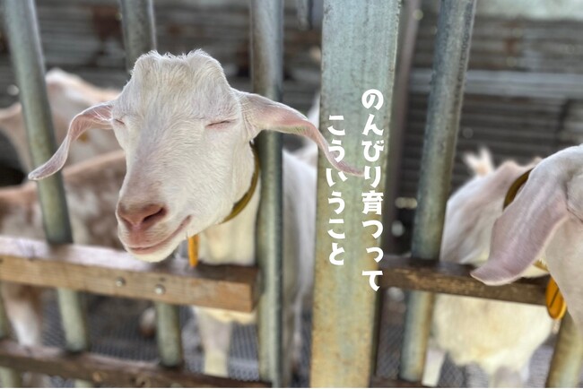 山羊も親鳥も“うまい”で再発見！那覇の居酒屋「酒処よっちゃん。」が提案する沖縄大衆ガストロノミー