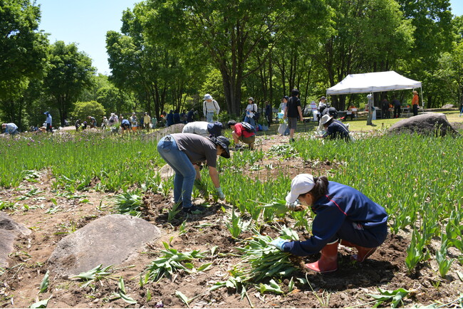 おうちで花を咲かせましょう「チューリップ球根掘り取り体験」
