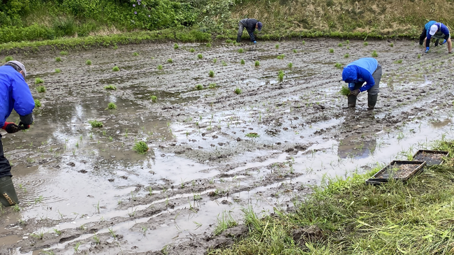 合同会社生活ドクター、「田植え体験イベント」を開催
