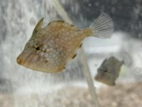 【nature scientific reportsに掲載】アミメハギは尾びれを閉じることで平均加速度が最大で30%増加を機械工学的に解明。前進性能の高い推進機構が得られる可能性も。金沢工業大学、のとじま水族館、岩手大学の研究チーム