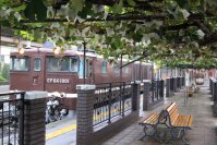 【日本でここだけ！「ぶどう」が育つ駅！】塩尻駅のメルロー・ナイアガラの誘引結束と芽かき作業を6月2日(月)に行います。