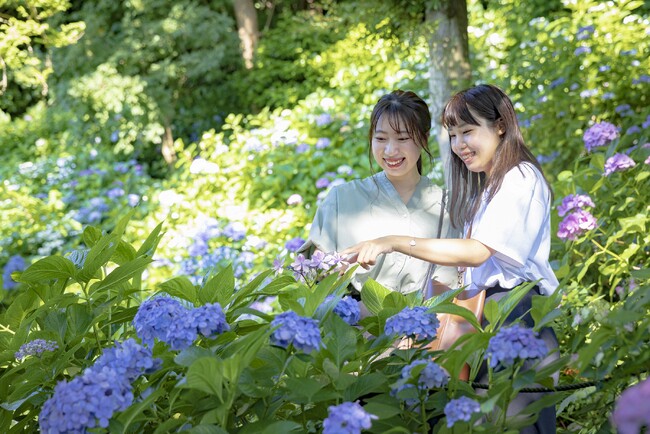 【鎌倉プリンスホテル】梅雨シーズン到来!紫陽花と古都の風情を愉しむ「長谷寺の拝観券付き宿泊プラン」を販売