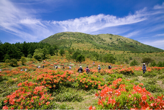 国指定天然記念物「湯の丸高原レンゲツツジ大群落」　山肌一面を染め上げる約60万株のレンゲツツジ　夏山リフトで空中散歩　～休暇村嬬恋鹿沢では「つまごいグリーン」を体感できる体験プログラムを実施～