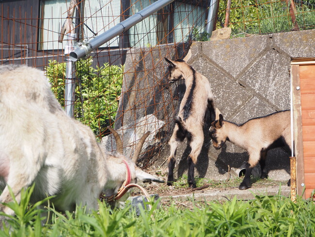 湯河原の地に新たな命。湯河原・スピルバーグ・ヤギポートで子ヤギが誕生