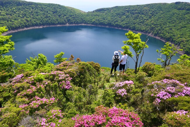 【霧島市】霧島山の「ミヤマキリシマ」が見頃を迎えます！