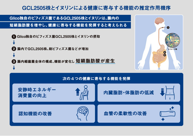 Glico独自のビフィズス菌GCL2505株と水溶性食物繊維イヌリンによる「腸内細菌叢への影響」と「短鎖脂肪酸の産生」をヒト試験で確認