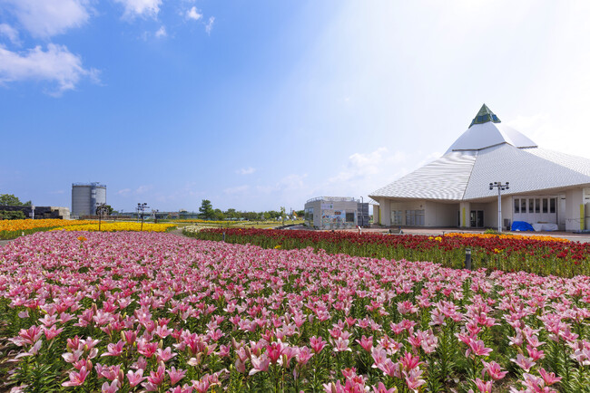 15万輪のゆりが咲く公園で楽しむ一ヶ月:ゆりフェスタ2025
