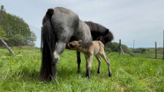 【東京農業大学（共同研究）】北海道和種馬の種の保存に向けた画期的な成果 – 30 年間保存した凍結受精卵から子馬が誕生