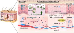 【横浜市立大学】高血圧の新たな発症メカニズムを解明