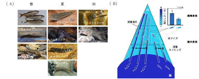 【摂南大学】海と川を行き来する魚は「海らしさ」を失いながらも海由来の物質を川へ届ける