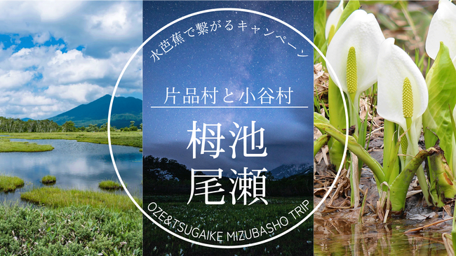 6月7日（土）小谷村・栂池自然園オープン！小谷村×片品村「みずばしょうで繋がるキャンペーン」を6月1日から開催