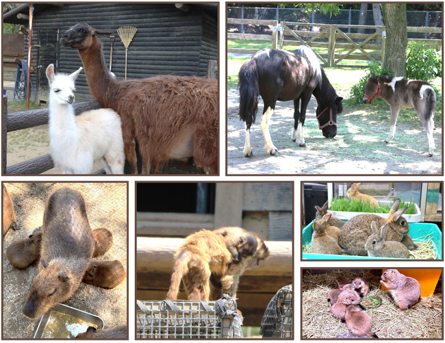 動物の森　ベビーラッシュ到来！【国営海の中道海浜公園】