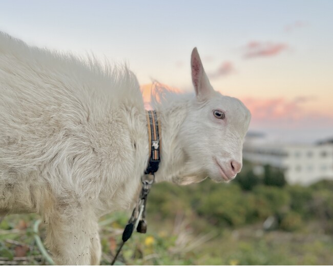 環境にやさしい除草はヤギにおまかせ。草刈りヤギちゃん、レンタルサービス本格始動