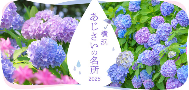 横浜観光情報ウェブサイト「横浜 あじさいの名所2025」をオープン！