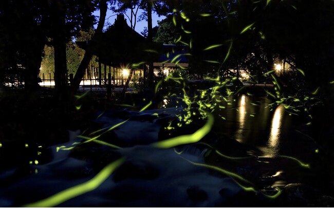 「京都の四季を味わう神山湧水珈琲会」-初夏の蛍と夜カフェ- を開催境内のお休み処ではマイボトル持参でデカボスコア分の割引を実施