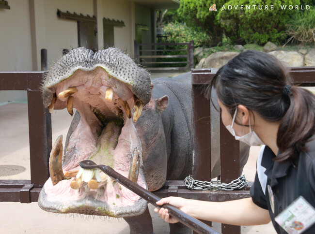 いのちを見つめるきっかけに。「歯と口の健康週間」にちなみカバの歯みがきイベントを開催 ２０２５年６月３日（火）