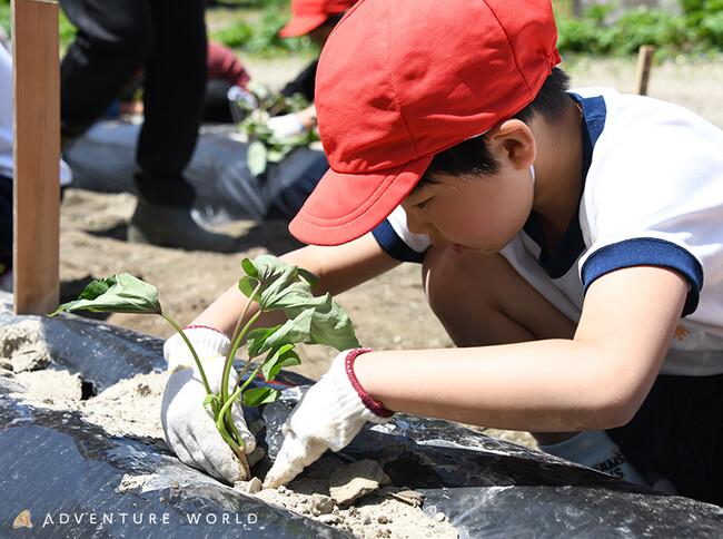 今年で３回目！動物たちと食育体験　周参見小学校の児童がサツマイモの植え付けを体験　秋には収穫しパークの動物たちへプレゼント
