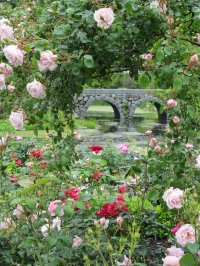 軽井沢レイクガーデンのローズシーズンが2025年も到来！6月13日(金)～7月6日(日)