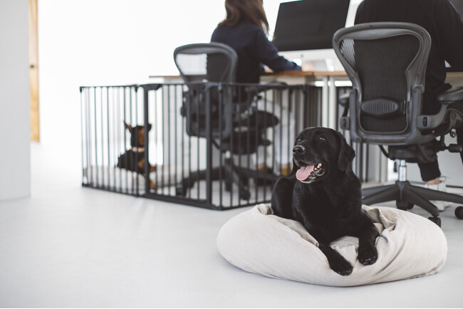 オフィスでのペット同伴をより安全に！Dog Friendly Office Projectの新たな取り組み